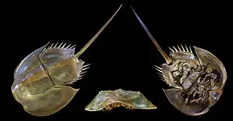 صورة لخمسة زوايا للكائن Tachypleus tridentatus (سيفيات الذيل)