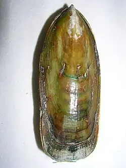 Lingula, known since the عصر كمبري