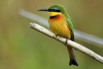 وروار صغير (Merops pusillus)
