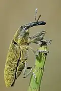 ليكسوس انغوستيتوس (Lixus angustatus)