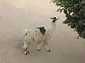 لاما في الحديقة