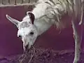 لاما داخل حديقة حيوان الفيوم