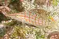 Longnose hawkfish (Oxycirrhites typus), أرخبيل غالاباغوس
