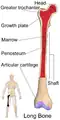 Long Bone (Femur)