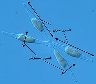 الاتجاهات التشريحية على دياتوم من نوع Phaeodactylum tricornutum، وهي طحالب أحادية الخلية يظهر منها أربعة في الصورة.