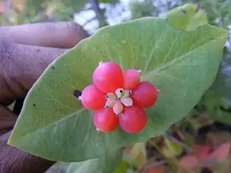 ثمار العسلة  البرتقالية