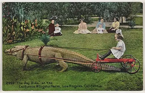 Edward H. Mitchell, "The Joy Ride" at the California Alligator Farm, Los Angeles, California, ق. 1910s