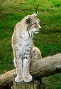 Lynx lynx