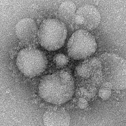 صورة ثلاثية الأبعاد لفيروس متلازمة الشرق الأوسط التنفسية (MERS-CoV)