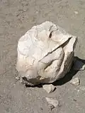 من بقايا اللابرنت