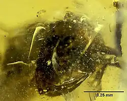 (الاسم العلمي: Haidomyrmodes mammuthus)