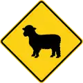 U.S. sheep crossing.