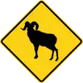 U.S. bighorn sheep crossing.