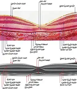 macula histology (OCT)