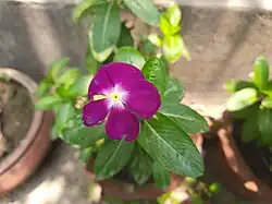 زهرة كاثارانثوس الأرجواني