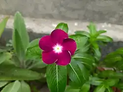 زهرة كاثارانثوس الأرجواني