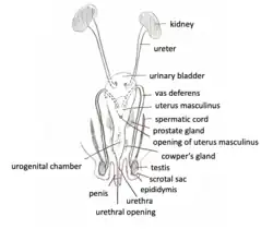 Male rabbit