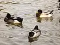 بط خضاري في الحديقة