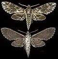 Manduca dilucida