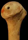 عظم العضد الأيسر. عرض من الجهة الإنسية.