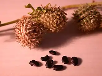 قرون الفصة المهدبة