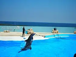 استعراضات الدلفين في منتزه Mediterraneo Marine Park.