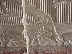 نقش يبين فرس النهر  يتصارع مع تمساح