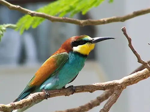 وروار أوروبي (Merops apiaster)