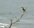 على أحد الأغصان