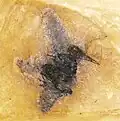 †&nbsp;Messelirrisor halcyrostris أحد الحيوانات المنقرضة ذو ريش.