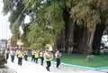 شجرة تولي بالمكسيك ، أضخم جذع شجرة في العالم