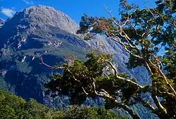 Rocky mountain covered in forest, with part of a tree in the foreground infringing the view