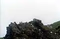 ماعز التوت البري Capra aegagrus hircus Bilberry goats