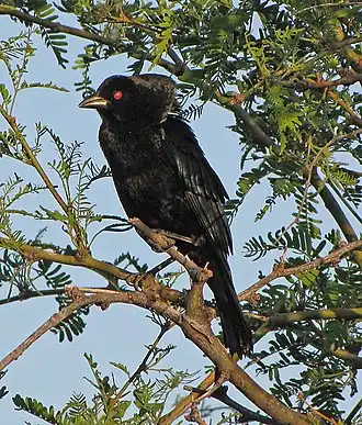 شُحرُور البقر البرونزيّ