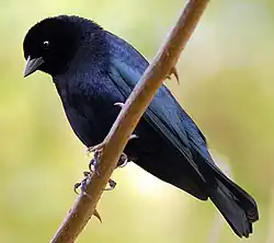 ذكرٌ جاثم