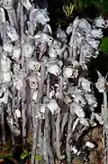 Photograph of a dense cluster of plants.