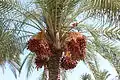 الحدائق