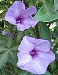 زهرة مجد الصباح (شب النهار)