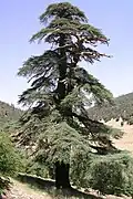 أرز أطلسي نواحدي مدينة أزرو