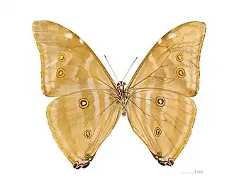 Morpho marcus marcus, ventral, متحف تولوز&nbsp;&nbsp;[لغات أخرى]‏