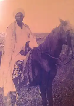 حصان كاميروني