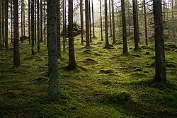 A cool high altitude/latitude moss forest; the forest floor is covered in moss, beneath conifers