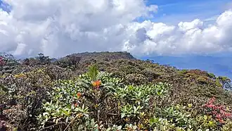 الغطاء النباتي في قمة Mount Murud