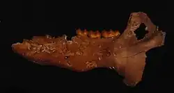 الفلك السفلي الذي تم العثور عليه والذي يعود إلى أحد أنواع البيكارية.