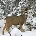 أيل طويل الأذنين