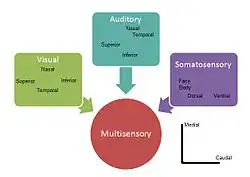 Example of how visual, auditory and somatosensory information merge into multisensory integration  representation in the superior colliculus