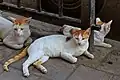 Image 5قطط في مومباي