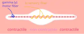 العضلات المغزل