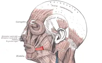 عضلات الرأس والوجه والعنق. تظهر العضلة الضحكية باللون الأحمر