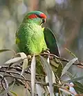 موسك لوريكيت